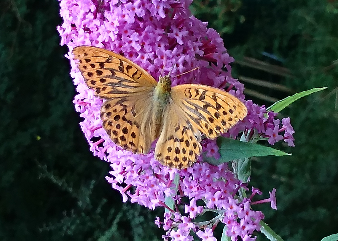 Fritillary on Buddleia
